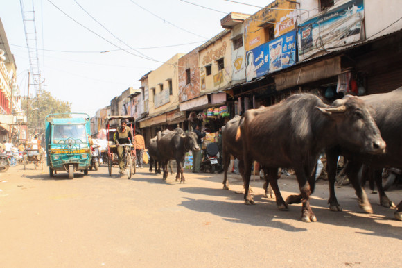 Las calles están llenas de animales y las reinas absolutas, las que tienen prioridad siempre, son las vacas.