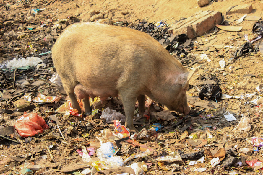 Hay basura por todos lados y en ella suelen revolver los cerdos en busca de comida.