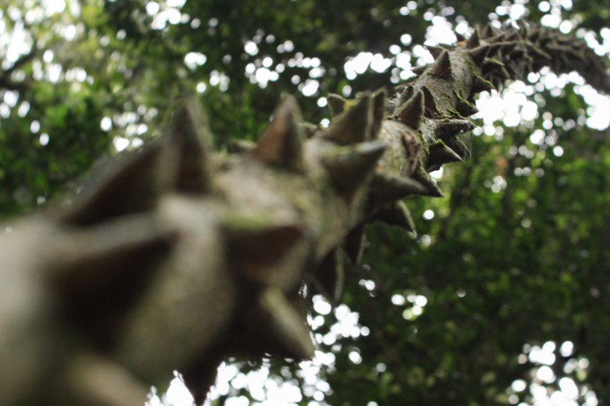 Para llegar hay que atravesar otro bosque con especies rarísimas como por ejemplo estas lianas que caen desde el cielo.