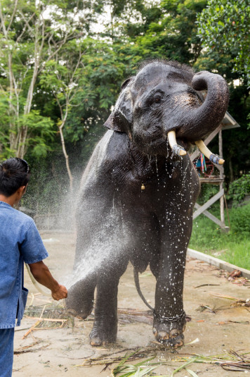 Un mahout baña a "su" elefante.