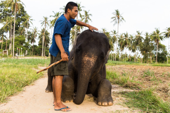 Un mahout, "su" elefante y su palo.