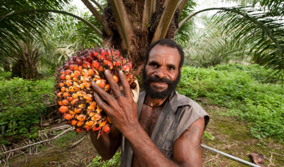 Un trabajador en una plantación sustentable de palm oil. (Foto Jürgen Freund)  
