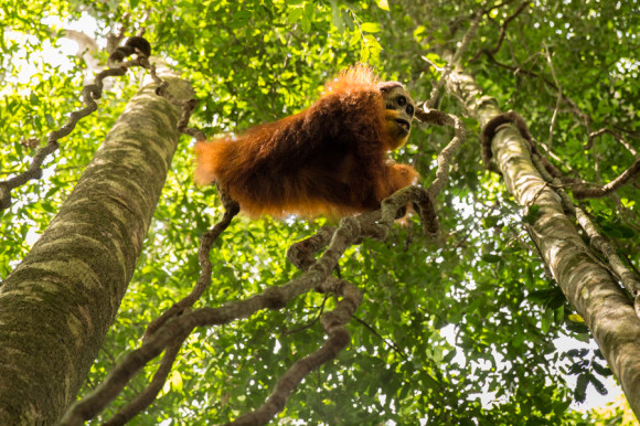 Un orangután macho salvaje, en peligro crítico de extinción.
