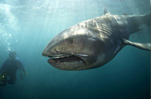El megamouth, como el tiburón ballena y el tiburón peregrino, nada con la boca abierta para alimentarse de plantas, crustáceos y otros peces pequeños.